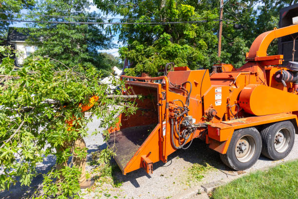  White Oak, TX Tree Service Pros